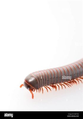  California Millipede: With Many Legs, It Walks on Earth Slowly Like an Ancient Legend!