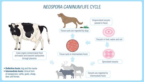  Neospora! A Tiny Terror Lurking Within Canid Companions