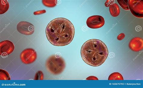  Babesia! A Tiny Parasite Hiding Within the Bloodstream, Disrupting Normal Red Blood Cell Function