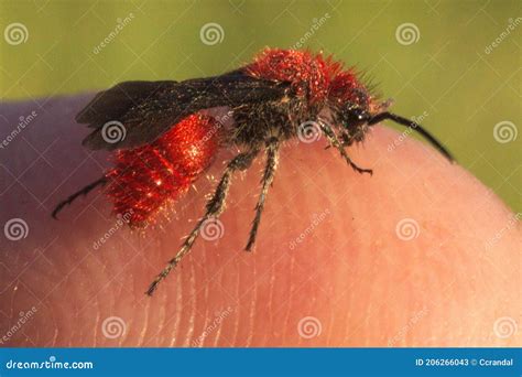  비단털가지 (Velvet Ant)!  이 작은 몸집의 포유류는 실제로는 개미인데, 그 독침은 말벌처럼 위험하다!